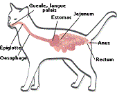 intestino-gatto