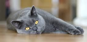 gatto-con-fibrosarcoma