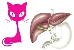 malattie-del-fegato-nel-gatto