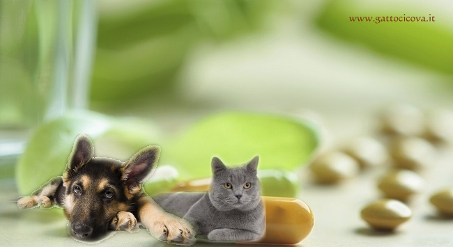 Prodotti Naturali Allergizzanti nel Gatto e Cane
