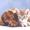 Malattie Autoimmuni nel cane e nel gatto