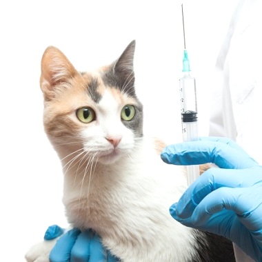 Vaccinazioni nel Gatto